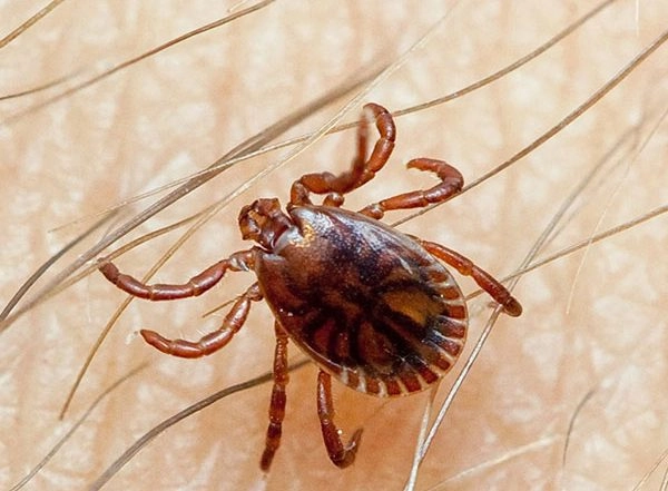 World News | Pakistan Reports Three Deaths from Congo Virus