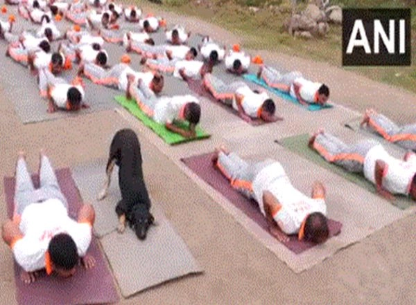 India News | J-K: NDRF-trained Stray Dog Steals Spotlight at Udhampur Yoga Session Ahead of International Yoga Day