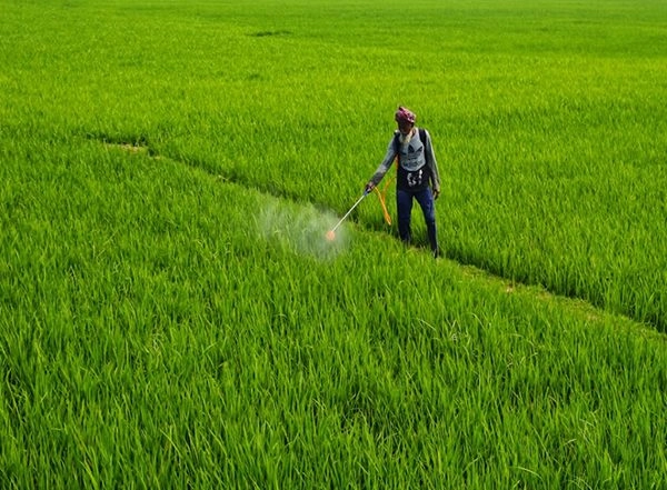 Business News | India's Agrochemical Exports Set for Moderate Rebound in FY25: Rubix Report