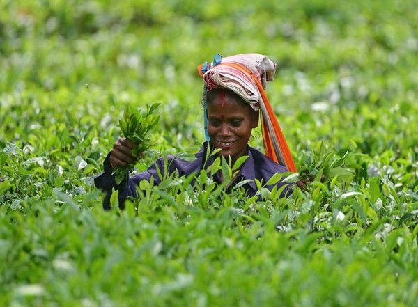 Business News | Iran-Israel Conflict Disrupts Orthodox Tea Exports; Assam Industry Faces Major Blow