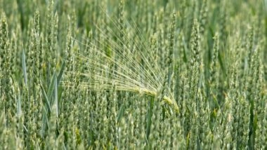 Business News | Monsoon Rainfall 4% Above Normal as of June 24, Kharif Sowing Progressing Well