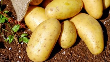 India News | Cabinet Approves Establishment of International Potato Centre in Agra