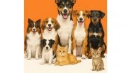 Business News | Universal Sompo Extends Insurance Coverage to Pets