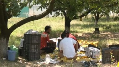 India News | J-K: Srinagar Witnesses a Good Apricot Yield; Farmers Express Joy over Harvest Seaso