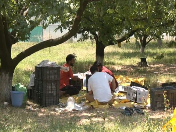 India News | J-K: Srinagar Witnesses a Good Apricot Yield; Farmers Express Joy over Harvest Seaso