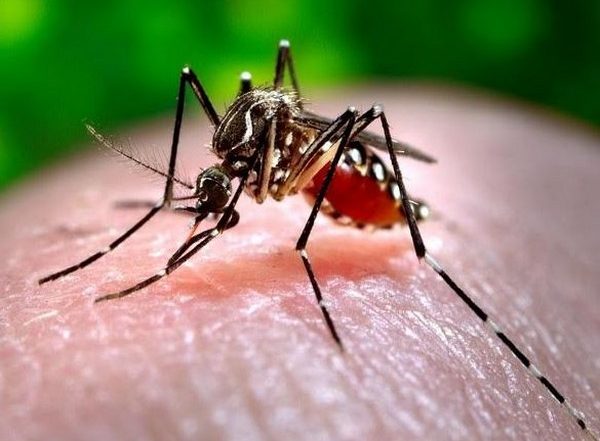 World News | Pakistan: Sindh Records First Dengue Death of 2025; Most Cases in Karachi