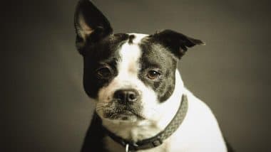 Owner Booked After Pet Dog Bites 1.6-Year-Old Girl in Bhopal