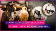 Bull Attack Caught on Camera: Stray Animal Violently Tramples Man in Delhi, Disturbing Video Goes Viral