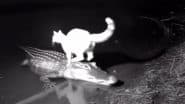 Cat Rides Crocodile in Water? Viral Video Leaves Netizens Baffled, Sparks Funny Memes and Debate Over Whether It’s Real or AI-Generated