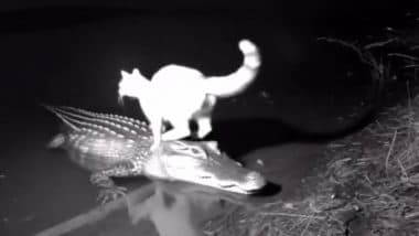 Cat Rides Crocodile in Water? Viral Video Leaves Netizens Baffled, Sparks Funny Memes and Debate Over Whether It’s Real or AI-Generated