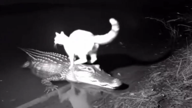 Cat Rides Crocodile in Water? AI-Generated Viral Video Leaves Netizens Baffled, Sparks Funny Memes