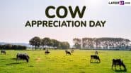 National Cow Appreciation Day 2025 Date in US: Know Significance of the Day That Highlights the Important Roles Cows Play in Our Lives