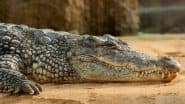 Crocodile Attack in Maharashtra: Chhattisgarh Man Fishing With Friends Attacked and Killed by Crocodile at Indravati River in Gadchiroli, His Body Retrieved After 3 Hours