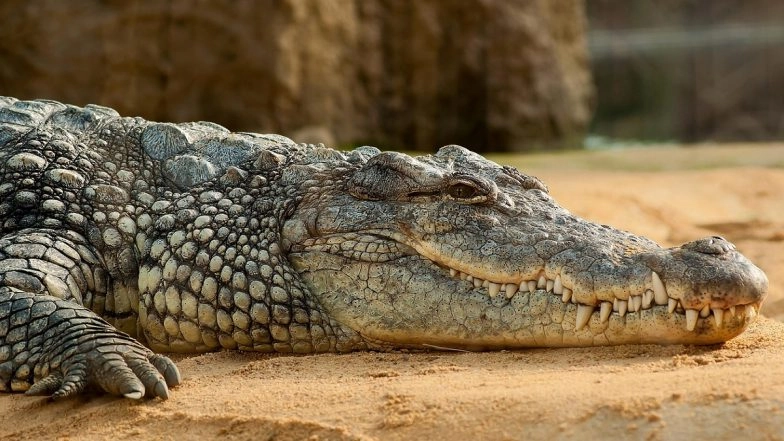 Crocodile Attack in Madhya Pradesh: Huge Reptile Enters Village, Injures 2 People in Neemuch; Video Goes Viral