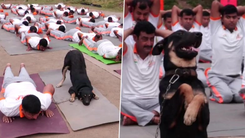 Dog Doing Yoga Video: Stray Dog Joins NDRF Personnel, Performs Yoga Asanas During Special Yoga Session in Udhampur; Heartwarming Clip Goes Viral