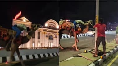 A Bumpy Ride! Drunk Man Riding Camel Sparks Traffic Chaos in Hyderabad Expressway Flyover, Commuter's Brave Move Saves the Duo (Watch Viral Video)