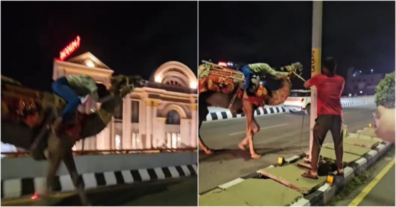 Bumpy Camel Ride A Bumpy Ride! Drunk Man Riding Camel Sparks Traffic Chaos in Hyderabad ...