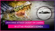 Crocodile Attack in Gonda: UP Boy Bathing Buffaloes in Ghaghra River Dragged Away by Crocodile, Chilling Video Surfaces