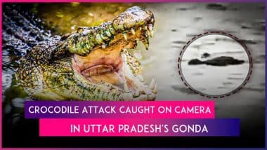Crocodile Attack in Gonda: UP Boy Bathing Buffaloes in Ghaghra River Dragged Away by Crocodile, Chilling Video Surfaces