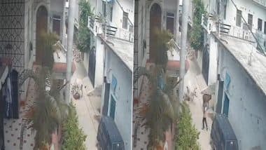 Unnao Bull Attack Caught on Camera: Man Killed, Nephew Injured as Aggressive Bull Flings Victim Into Air and Tramples Him in UP; Disturbing Video Surfaces