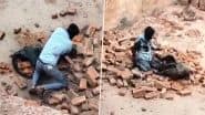 Leopard Attack in Lakhimpur Kheri: Man Fights Off Leopard After Big Cat Attacks Brick Kiln Workers in Uttar Pradesh, Videos Go Viral