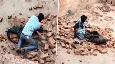 Leopard Attack in Lakhimpur Kheri: Man Fights Off Leopard After Big Cat Attacks Brick Kiln Workers in Uttar Pradesh, Videos Go Viral