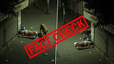 Fact Check: Hungry Lion Searching for Food Sniffed Man Sleeping on Road Before Walking Away? Know Truth About Video Going Viral on Social Media