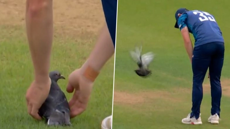 Pigeon Stops Play As It Refuses to Leave Ground During ENG vs WI 3rd ODI 2025, Video Goes Viral!
