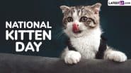 National Kitten Day 2025 Date in USA: Here’s the Significance of the Day That Celebrates and Encourages Adoption of Homeless Kittens