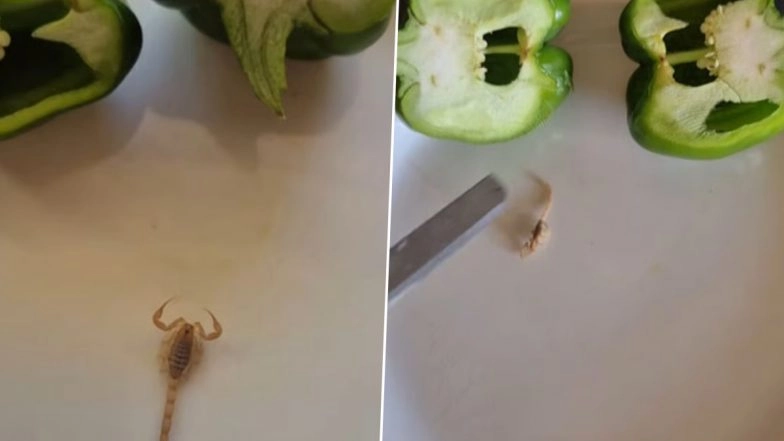 'New Fear Unlocked': Woman Finds Live Scorpion in Capsicum After Slicing Open Vegetable To Make Capsicum-Based Recipe, Shares Video on Instagram (Watch)
