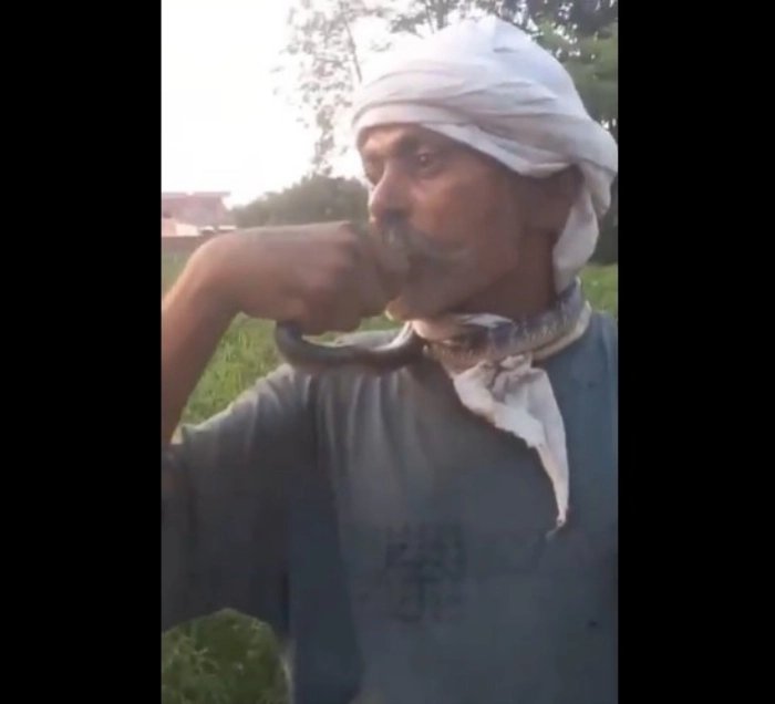 The alarming incident occurred in Haibatpur village, Amroha district, when Jitendra Kumar, a farmer, tried to kiss a rescued snake for a dramatic video.
