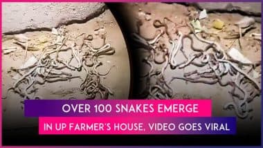 UP: Over 100 Snakes Emerge From Courtyard of Farmer’s House in Simauli Village, Locals Kill and Bury Over 50
