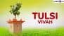 When Is Tulsi Vivah 2025? Know Tulasi Vivah Date, Auspicious Timings, Sacred Legend and Puja Rituals To Mark the Ceremonial Marriage of Tulsi and Lord Vishnu