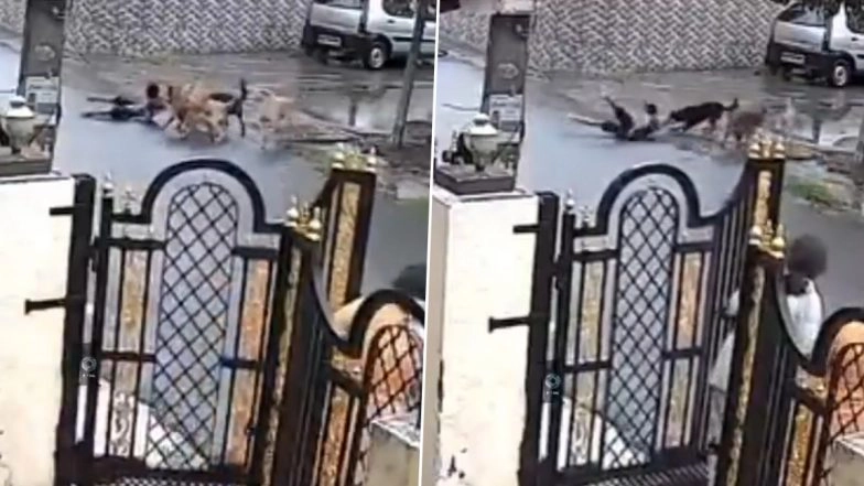 Dog Attack Caught on Camera in Udaipur: Pack of Stray Dogs Brutally Attack and Bite 8-Year-Old Boy in Kharol Colony, Disturbing Video Surfaces