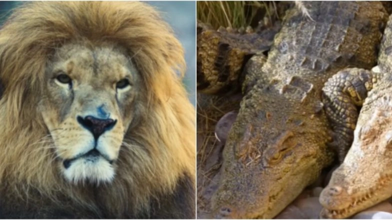 Vantara’s ‘Dame Un Grr’ Edition: The Rescued Animals and Their ‘Wild Cameos’ For the Viral Song Trend Is a Treat To the Sore Eyes (Watch Video)