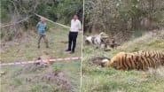 Death of 5 Tigers in Mysuru: 3 Arrested for Poisoning Big Cats in Revenge for Cow’s Killing, 3 Others Being Quizzed