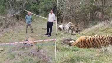 Mysuru Tiger Deaths: 3 Arrested for Poisoning Big Cats in Revenge for Cow’s Killing