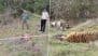 Death of 5 Tigers in Mysuru: 3 Arrested for Poisoning Big Cats in Revenge for Cow’s Killing, 3 Others Being Quizzed