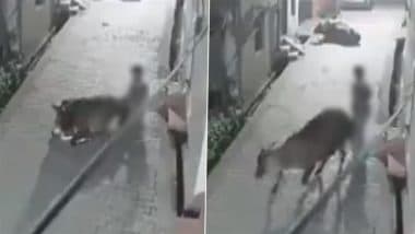 Cow Raped in Kashipur: Man Caught on Camera Sexually Assaulting Cow in Uttarakhand, FIR Filed After Disturbing CCTV Video Surfaces