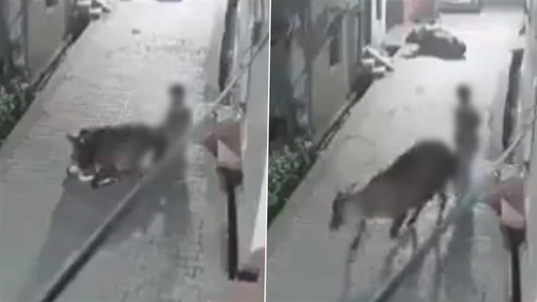 Cow Raped in Kashipur: Man Caught on Camera Sexually Assaulting Cow in Uttarakhand, FIR Filed After Disturbing CCTV Video Surfaces