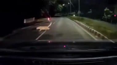 Leopard Attack in Tirupati: Riders Escape Narrowly After Big Cat Suddenly Pounces on Moving Bike in Andhra Pradesh, Chilling Video Surfaces
