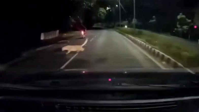Leopard Attack in Tirupati: Riders Escape Narrowly After Big Cat Suddenly Pounces on Moving Bike in Andhra Pradesh, Chilling Video Surfaces
