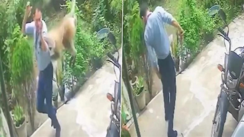Monkey Terror in Singrauli: Man Suffers Spinal Fracture While Fleeing Attack, 4 Others Bitten in 1 Day as Panic Grips Area (Watch Video)