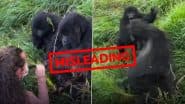Fact Check: Did a Female Gorilla Really Beat Up a Male for Flirting With a Tourist? X Community Notes Reveal Truth Behind Viral Video
