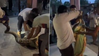 Bijnor: Chaos at Shiv Temple As 12-Foot Python Slithers In During Prayers in UP’s Madi Village, Safely Rescued by Forest Officials; Video Surfaces