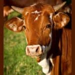What Is Sex-Sorted Semen Technology? Kerala Achieves Milestone With Birth of Twin Female Calves Under Accelerated Breed Improvement Programme, Boosting Dairy Sector
