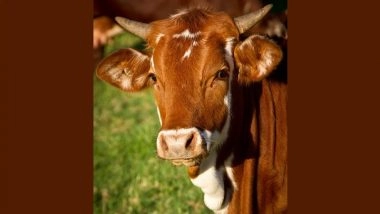 What Is Sex-Sorted Semen Technology? Kerala Achieves Milestone With Birth of Twin Female Calves Under Accelerated Breed Improvement Programme, Boosting Dairy Sector