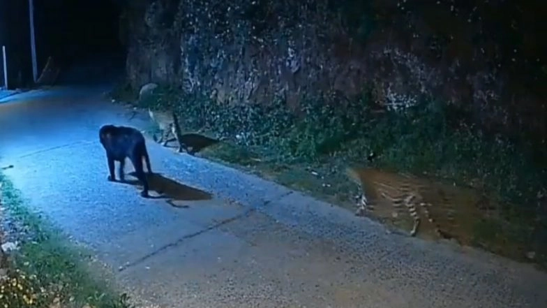 Leopards Spotted in Tamil Nadu: Black Panther Seen Strolling in Tamil Nadu’s Nilgiris With Its 2 Normal Coloured Cubs, Rare Video Goes Viral