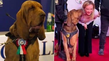Italy: Sniffer Dog Bruno Dies After Ingesting Nail-Filled Sausages in Taranto; PM Giorgia Meloni Condemns ‘Vile, Cowardly’ Killing, Probe Launched