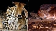 Cow and Leopard Friendship Real or Fake? Here’s the Truth Behind Decades’ Old Viral Photos That Continue To Fascinate the Internet